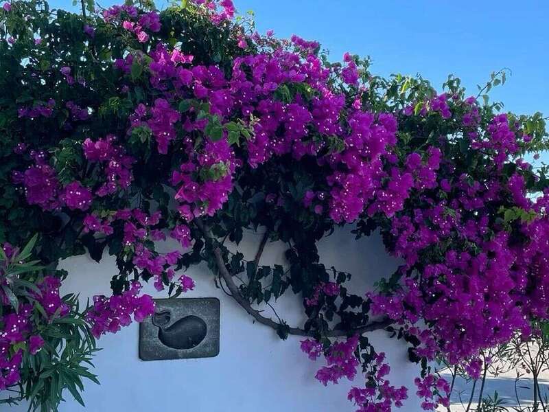 image_algarve_fleur